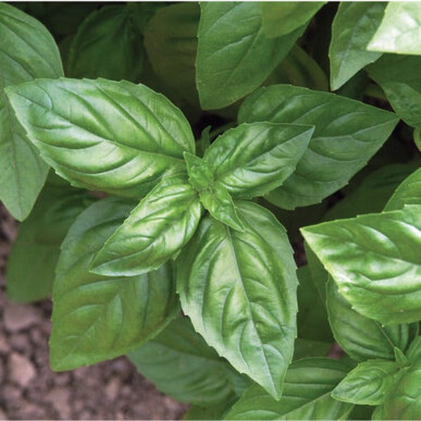 Genovese - Semilla Orgánica de Albahaca Peletizada