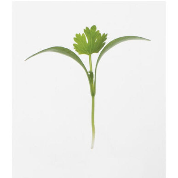 Cilantro Monogerm - Semillas Orgánica para Germinados de Cilantro