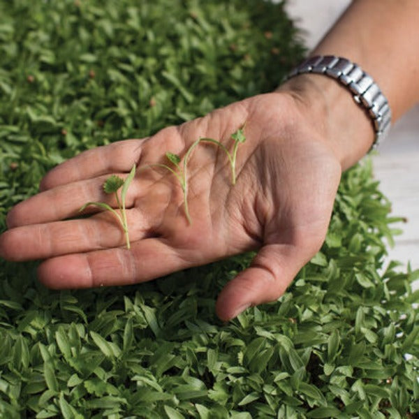 Cilantro Monogerm - Semillas Orgánica para Germinados de Cilantro