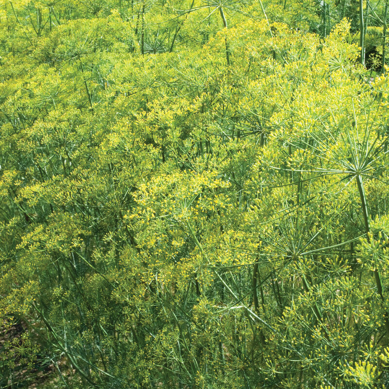 Bouquet - Semillas Orgánicas de Eneldo