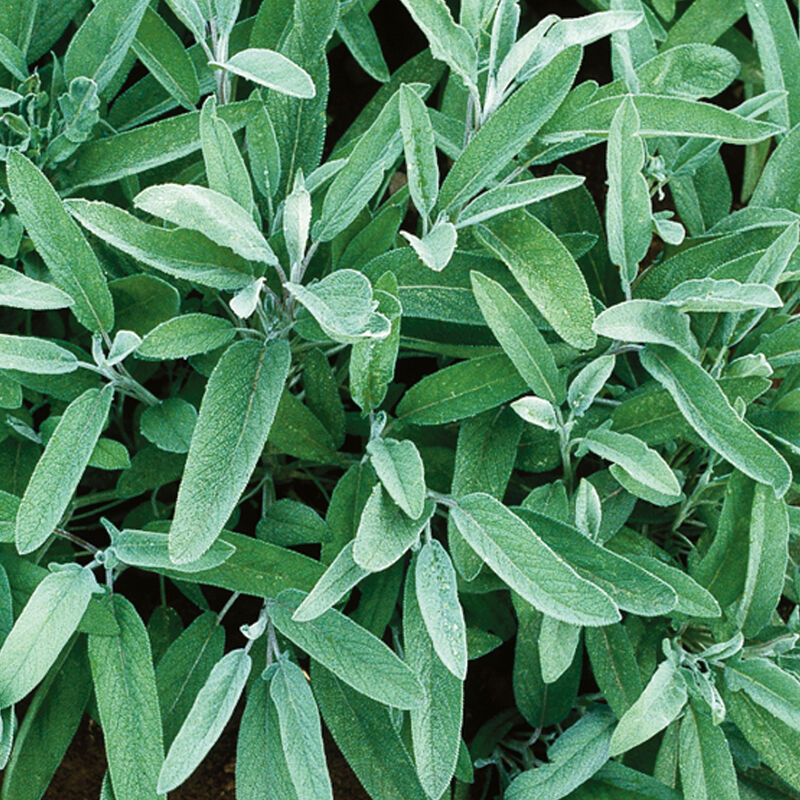 Common Sage - Semilla Orgánica Comestible de Salvia