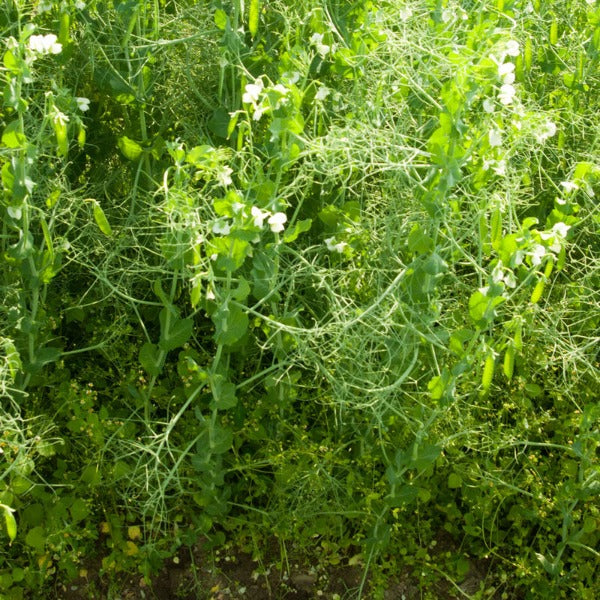 VNS Yellow Pea - Semilla Orgánica de Guisante Amarillo VNS