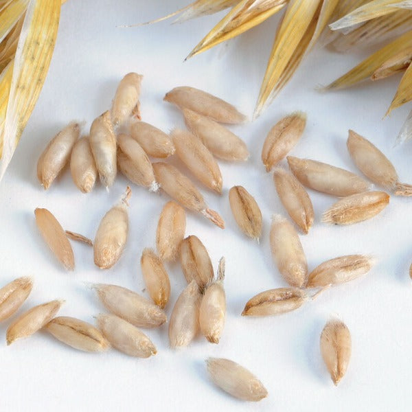 Hulless Oats (Streaker) - Semilla Organica de Avena para Abono Verde