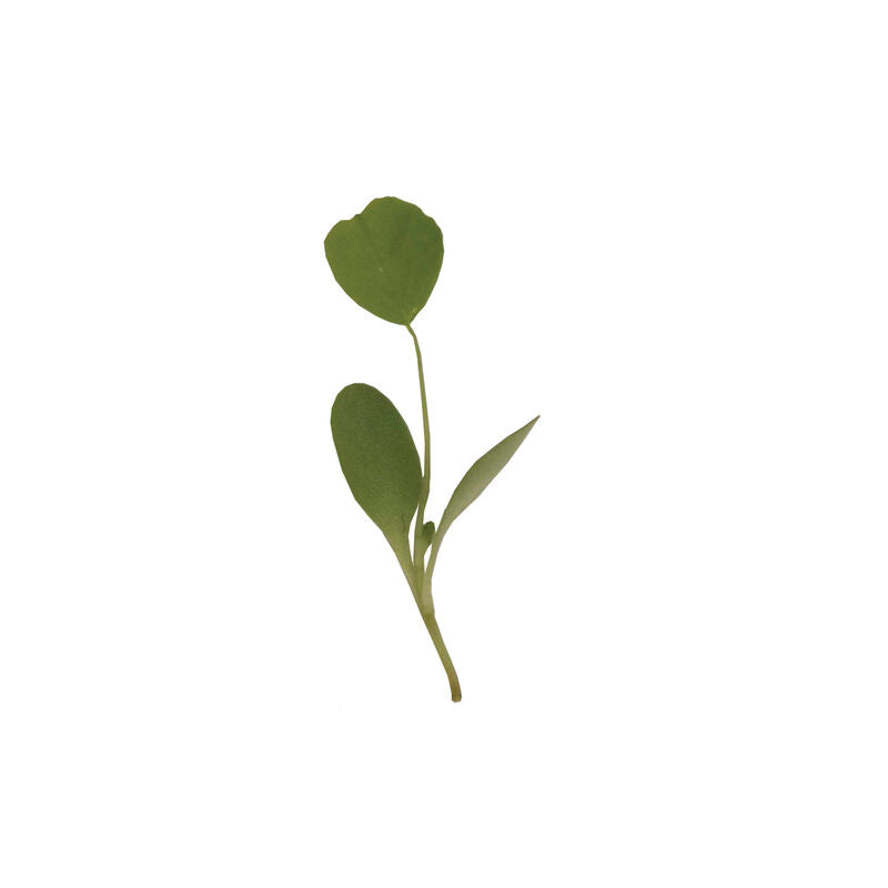 Alfalfa - Semilla Orgánica para Germinados de Alfalfa