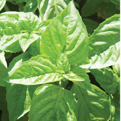Nufar - Semillas Orgánicas de Albahaca