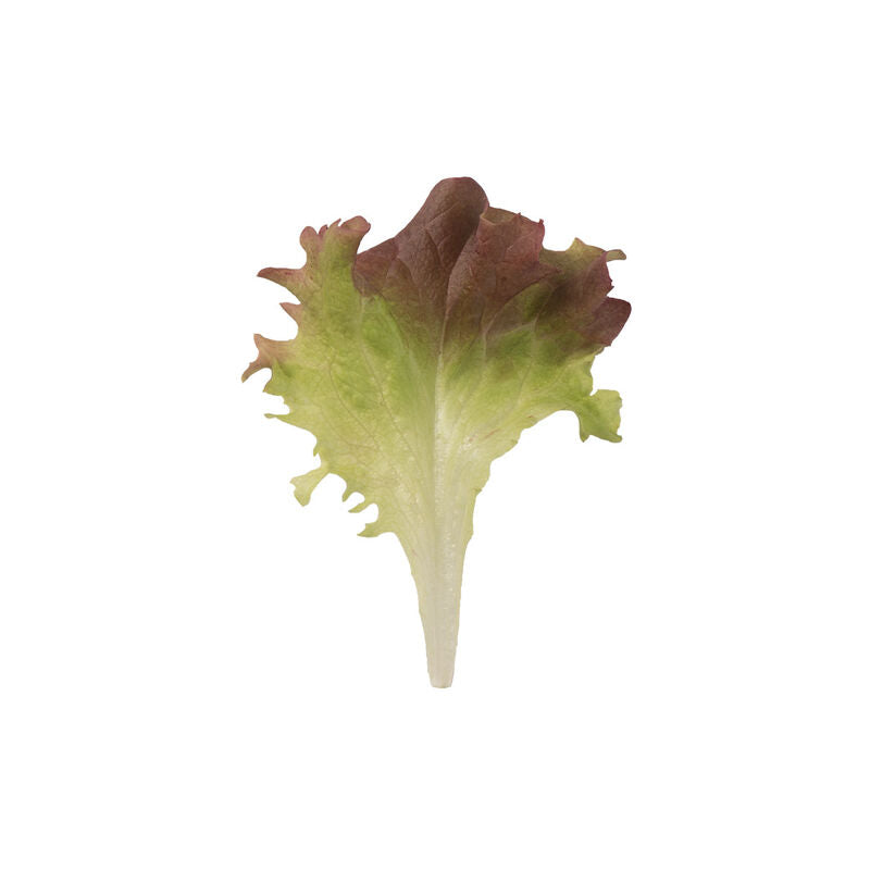 Dark Red Lollo Rossa - Semillas Orgánicas de Lechuga Roja Rizada