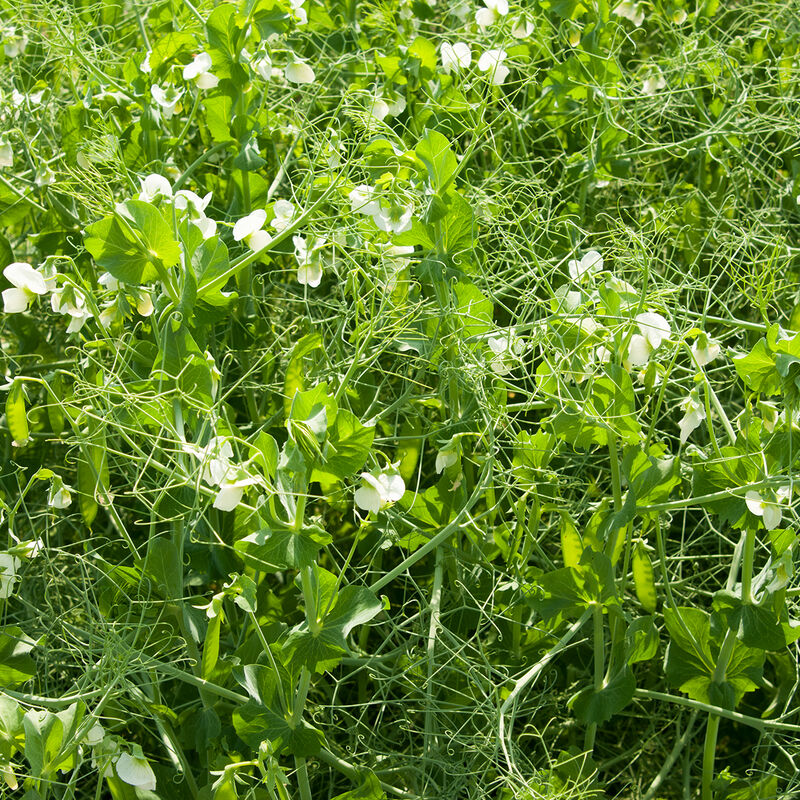 DS Admiral Pea - Semilla Orgánica de Guisante Almirante de Cultivo