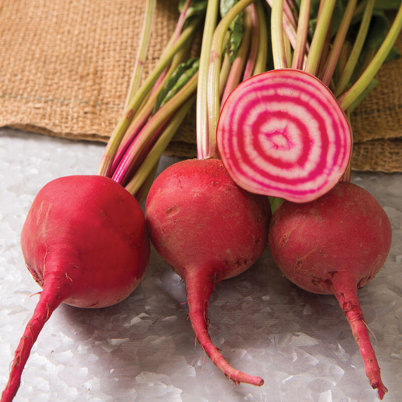 Chioggia Guardsmark - Semillas de Betabel