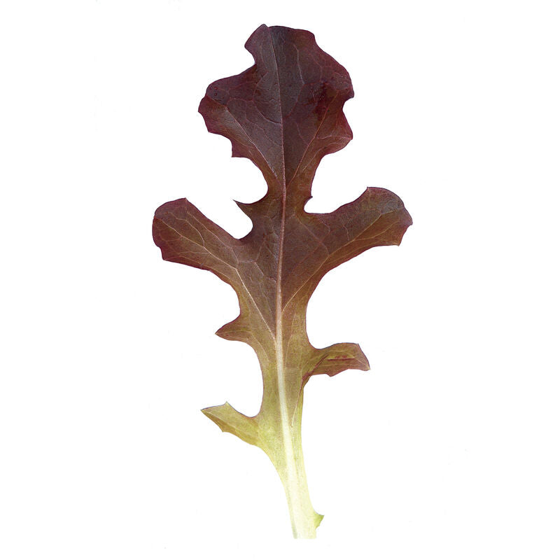 Garrison - Semillas Orgánicas de Lechuga de Roble de Rojo