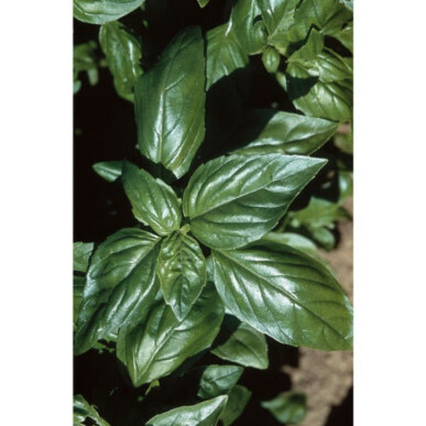 Aroma 2 - Semilla Orgánica de Albahaca