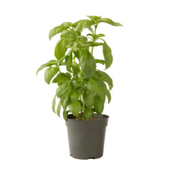 Aroma 2 - Semilla Orgánica de Albahaca