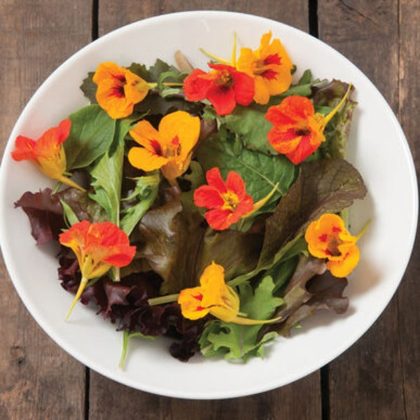Salad Mix Collection - Semilla Orgánica de Mezcla de Lechugas