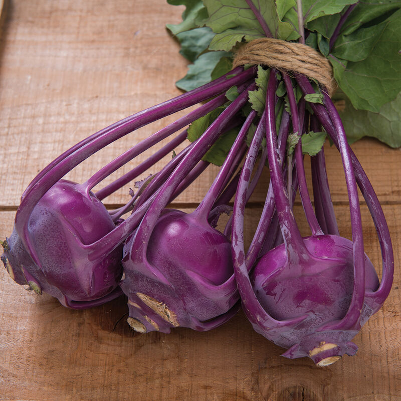 Azur Star - Semillas Orgánicas de Colinabo Morado