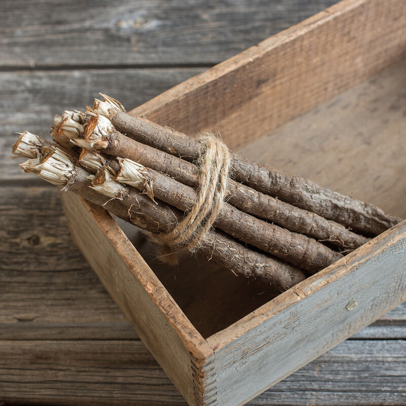 Enorma - Semilla Orgánica de Scorzonera Ecológica