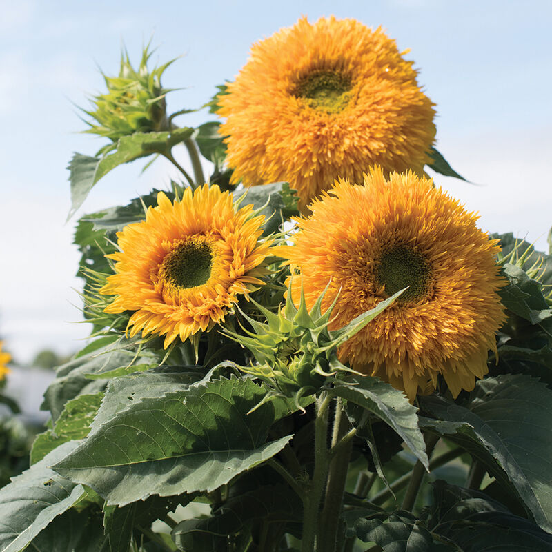 Goldy Double - Semillas Orgánicas de Girasol