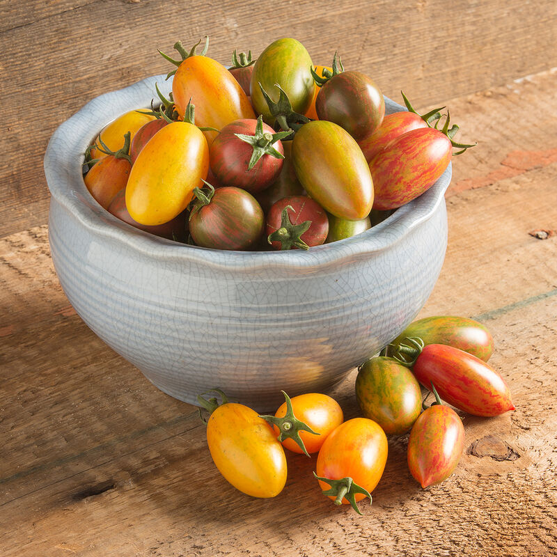 Artisan Tomato Collection - Semilla de Tomate Orgánico