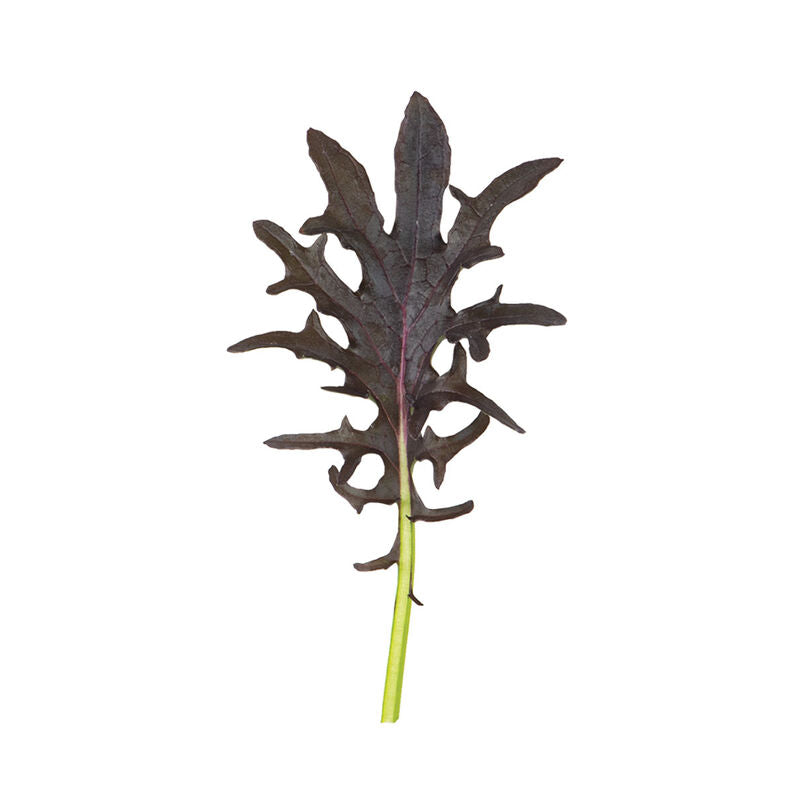 KX-1 - Semillas Orgánicas de Col Rizada