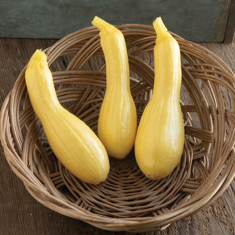 Goldfinch - Semilla Orgánica (F1) de Calabaza Amarilla de Verano