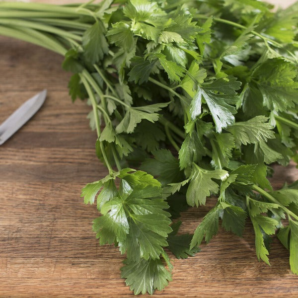 Cutting Celery - Semillas Orgánicas de Hierba de Apio