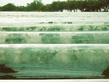 La regadera verde: Malla antihelada o manta térmica - Protegiendo