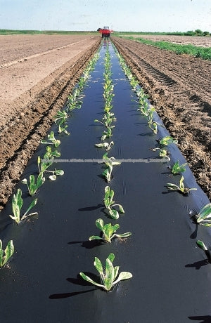 Acolchado Agrícola Acolchado Agrícola