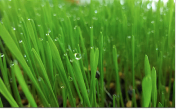 charolas de plastico para forraje verde hidroponico