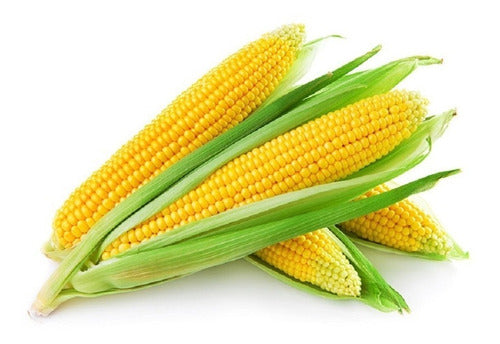 Semillas de Hortalizas