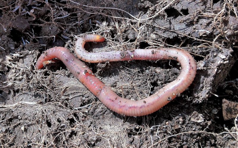Nematicida Organomineral