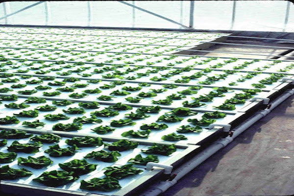 Venta de Placas de Unicel Hidroponia