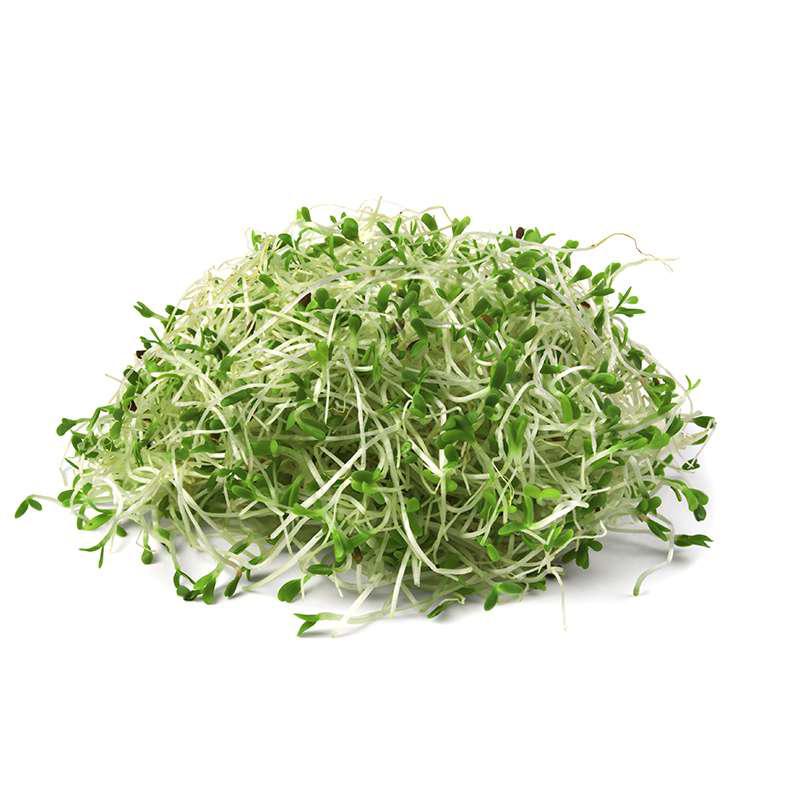 Semillas de Hortalizas