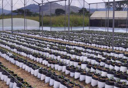 Bolsa blanca negra para cultivo en viveros