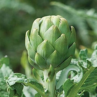 Semillas de Alcachofa - Diferentes variedades
