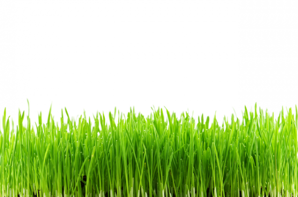 Semillas de Hortalizas