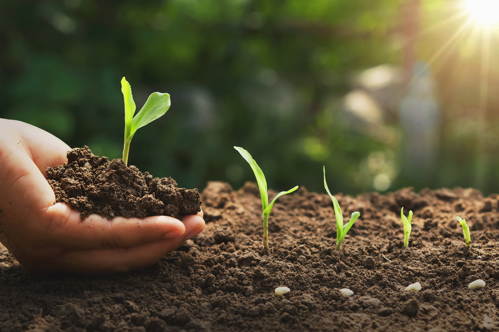Análisis de Salud del Suelo para Agricultura